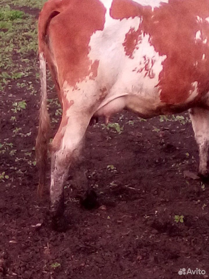 1) Корова,2) -телочка стельная,3) -Корова купить на Зозу.ру - фотография № 4