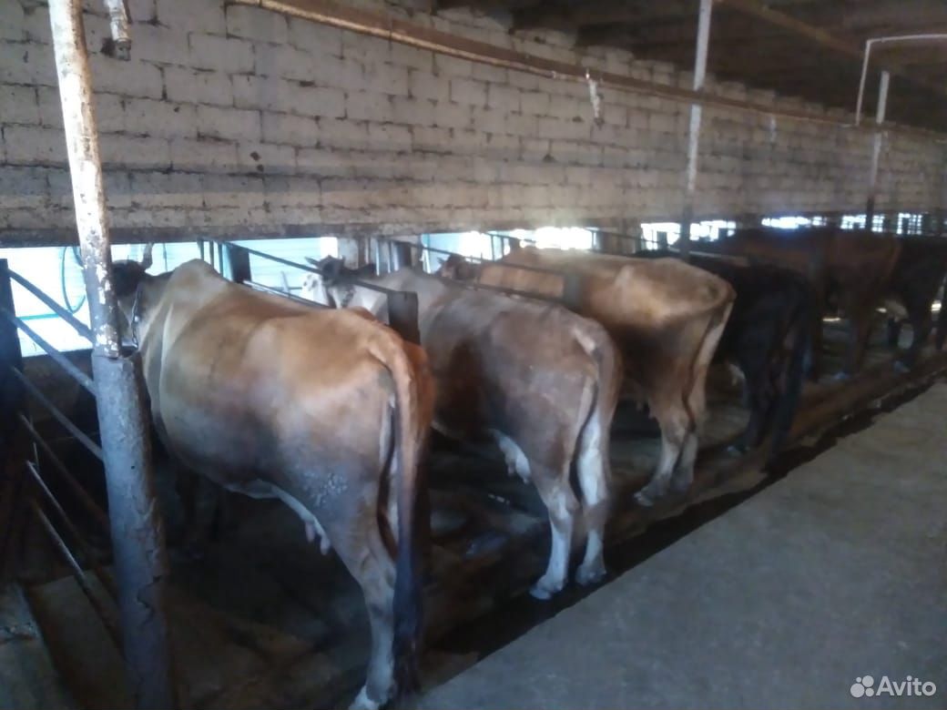 Коровы дойные быки тёлки телята цена договорная. н купить на Зозу.ру - фотография № 10
