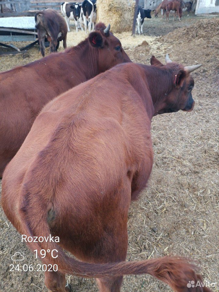 Быки 1.1, 1.2,1,3,1.4 года. от коров осёменённых с купить на Зозу.ру - фотография № 5