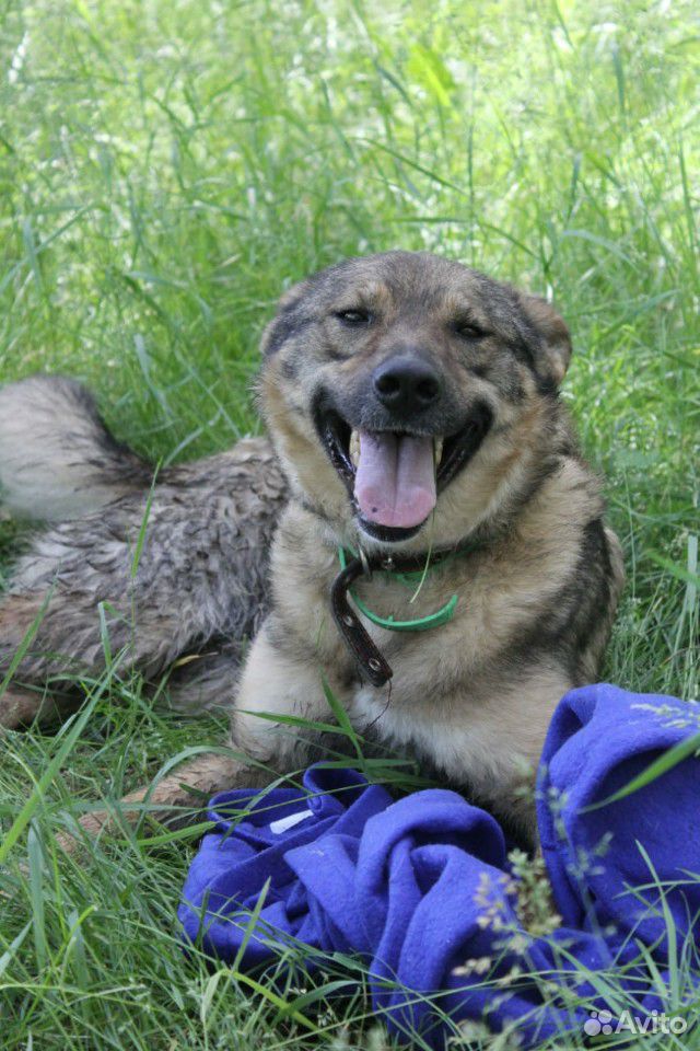 Собака-улыбка Томми в дар купить на Зозу.ру - фотография № 6