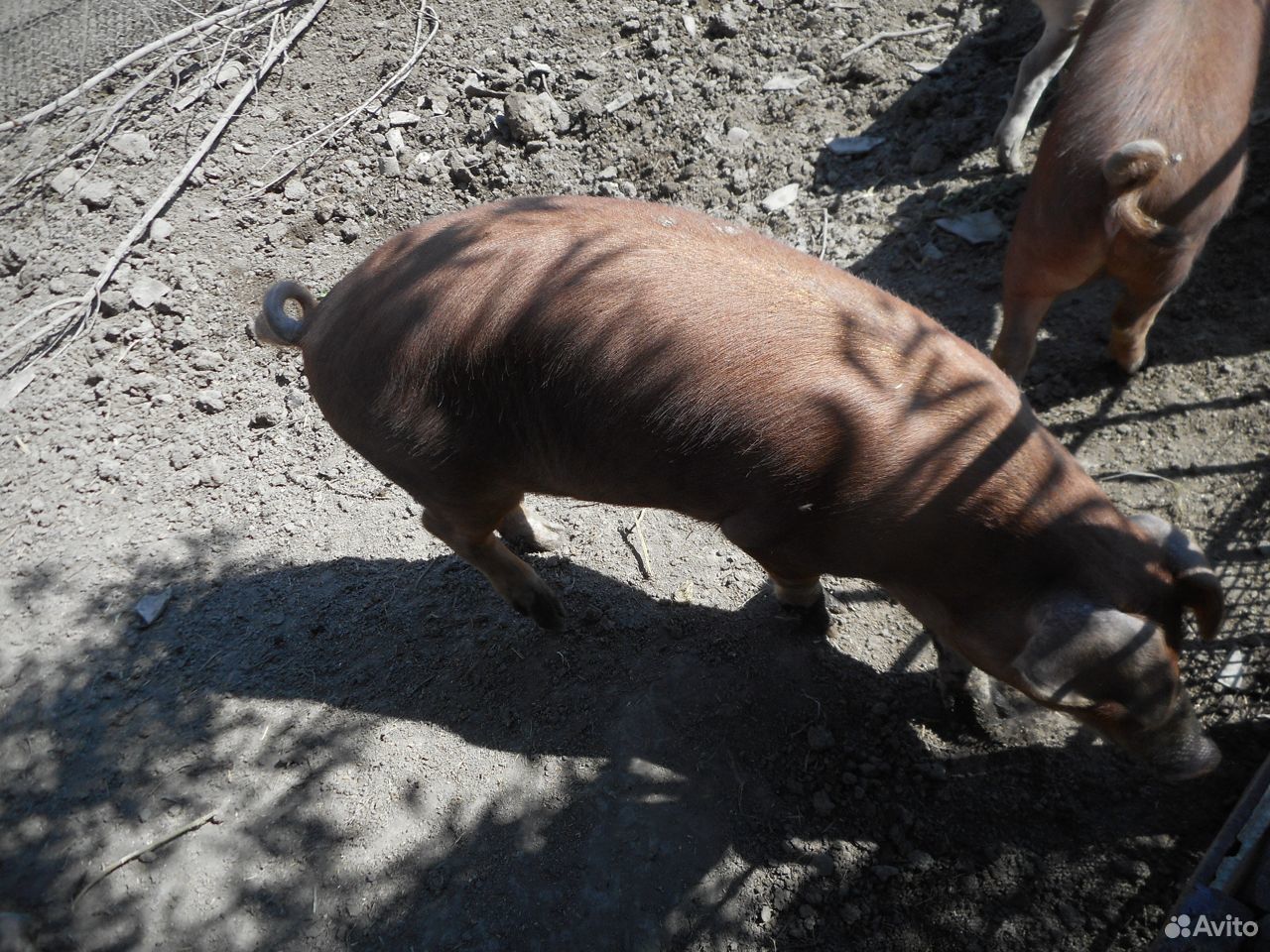 На племя свинки и хряк дюрок, свиньи на мясо купить на Зозу.ру - фотография № 2