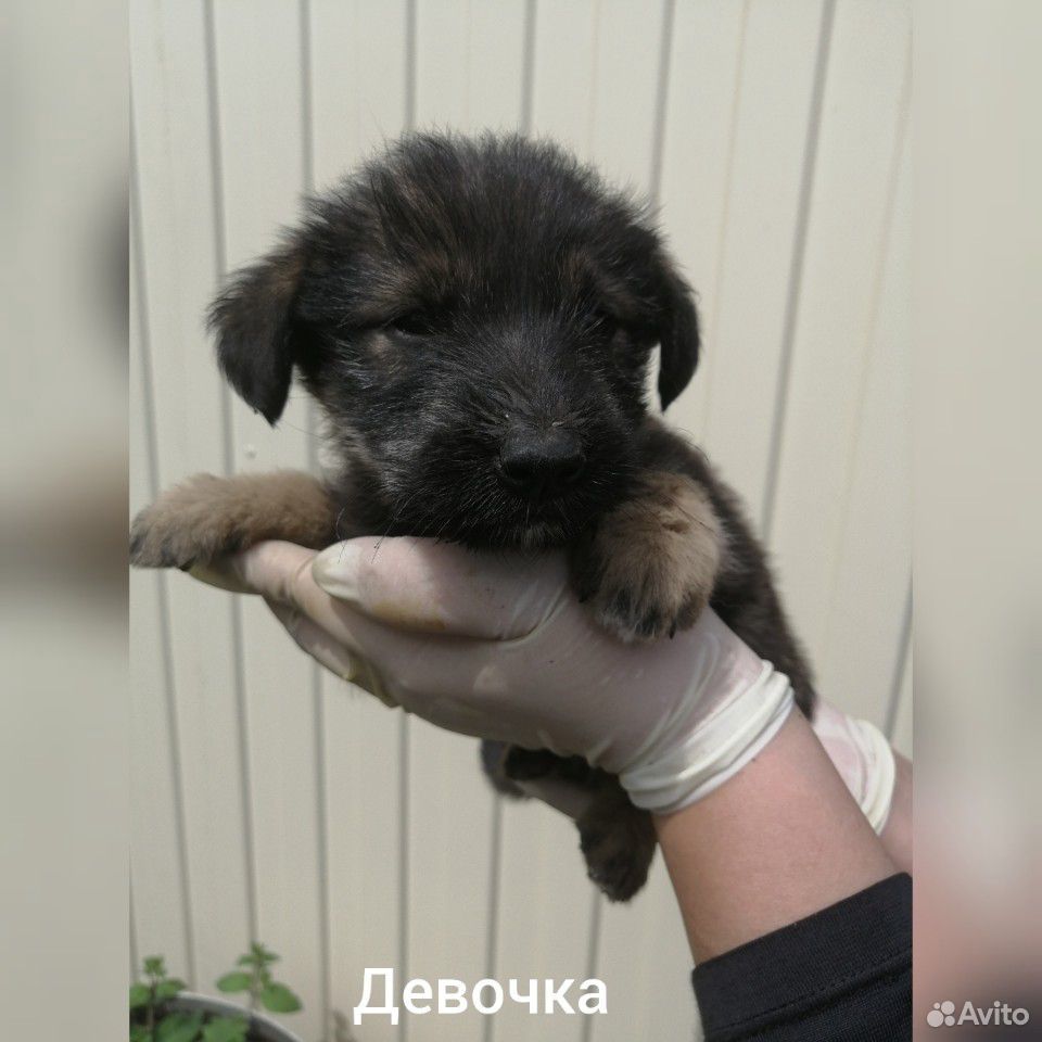 Отдадим щеночков купить на Зозу.ру - фотография № 4