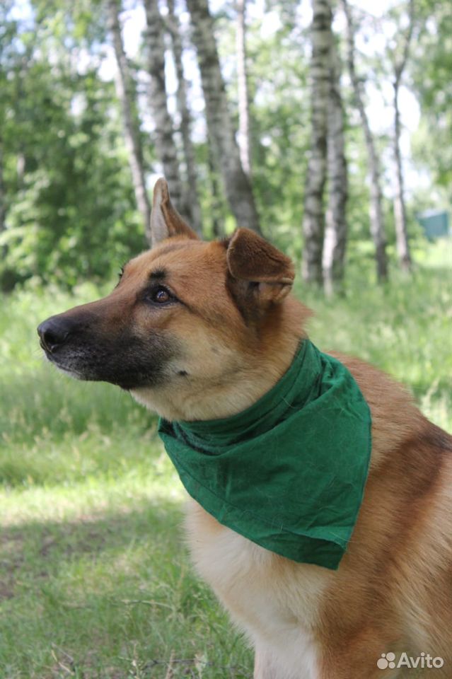 Чудесный пес в добрые руки купить на Зозу.ру - фотография № 6