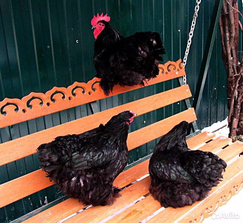 Продаю породистых цыплят купить на Зозу.ру - фотография № 6