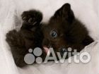 Отдадим черных котяток купить на Зозу.ру - фотография № 3