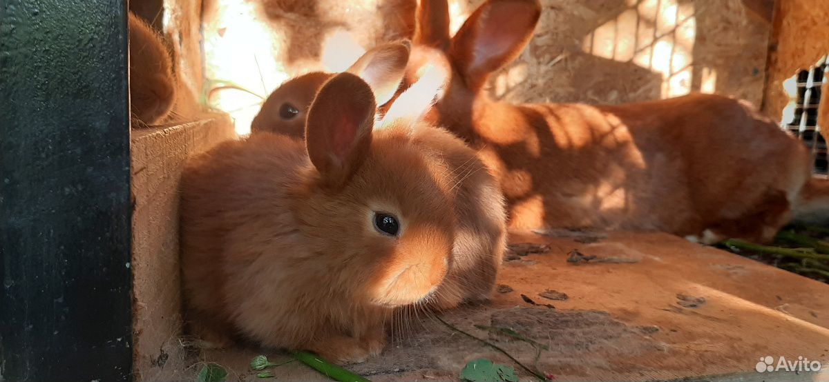 Новозеландские красные кролики купить на Зозу.ру - фотография № 3