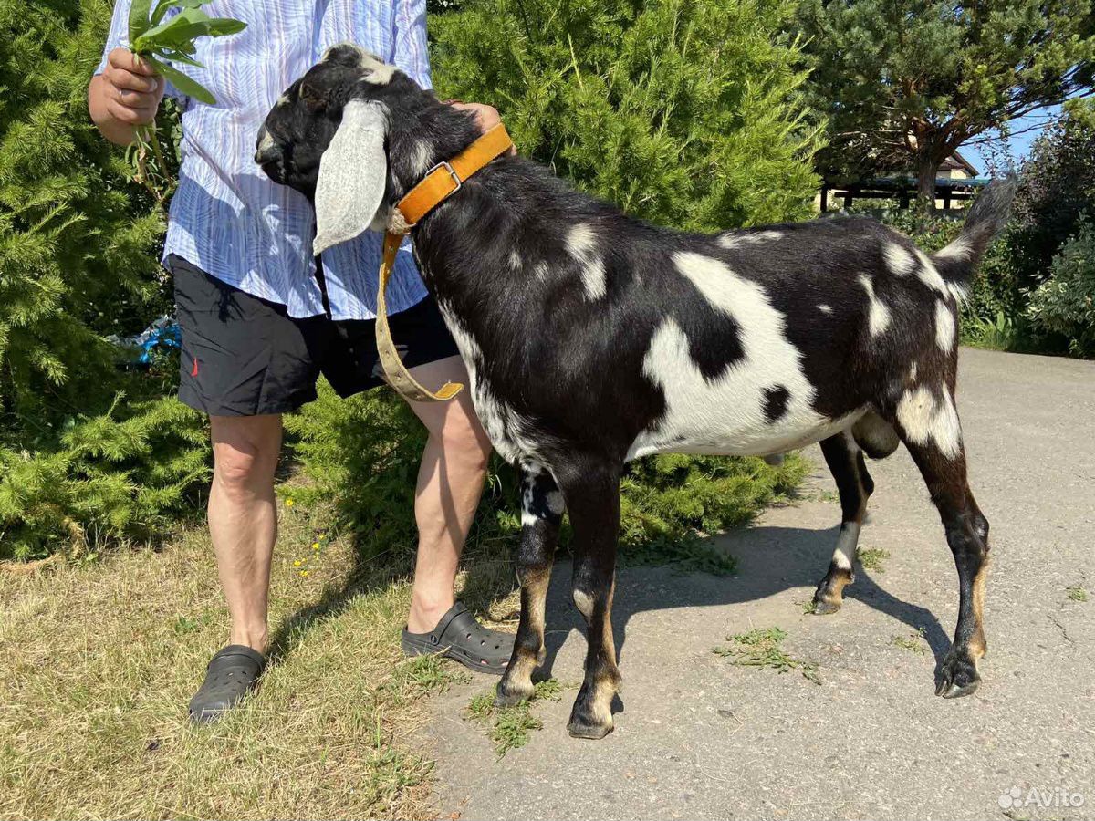 Продается чистокровный нубийский козел купить на Зозу.ру - фотография № 3
