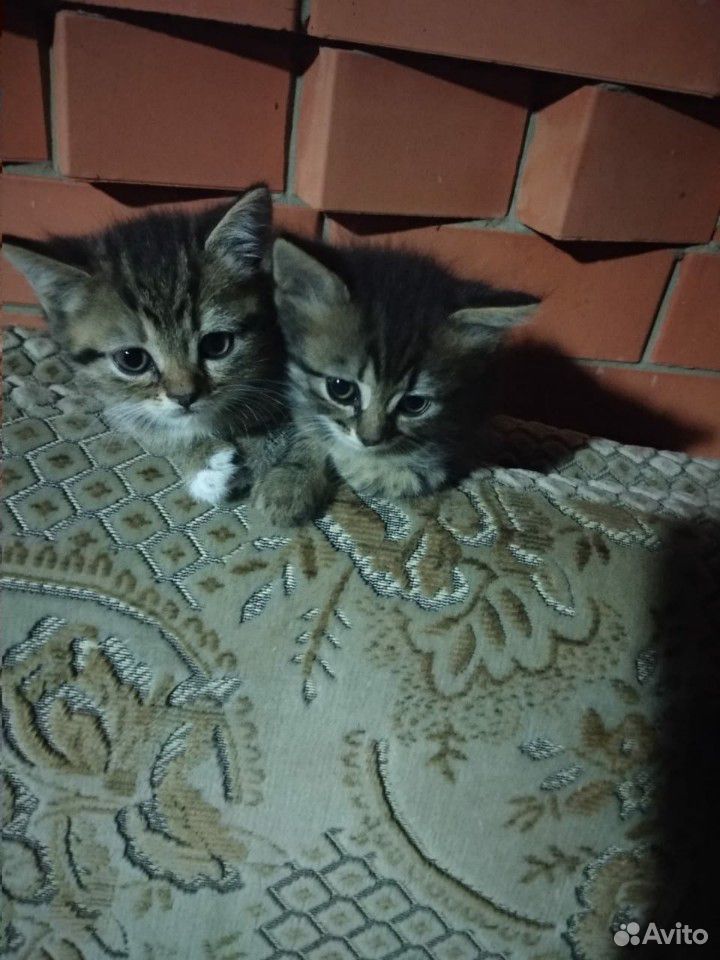 Кошка и котята купить на Зозу.ру - фотография № 5