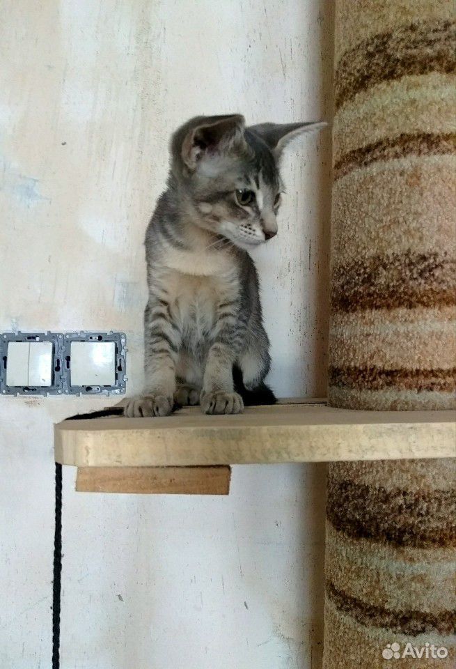 Кошачий домик, когтеточка, лежанкка, лежаночка,пуф купить на Зозу.ру - фотография № 4