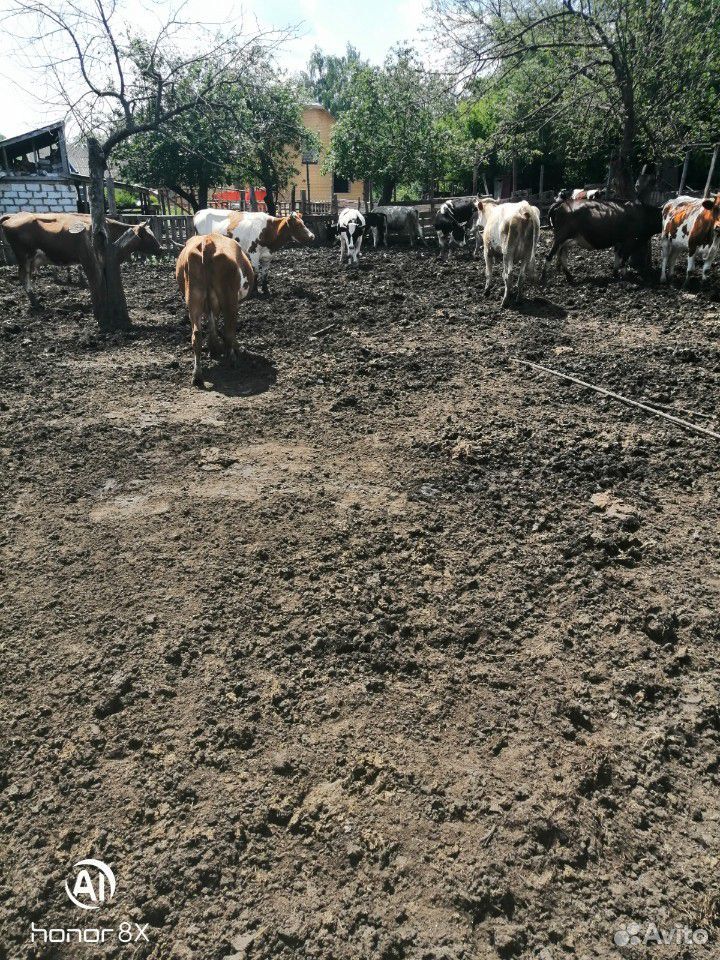 Продаю коров телят и бычков купить на Зозу.ру - фотография № 2