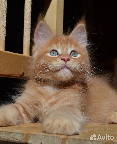 Рыжий котик мейнкун купить на Зозу.ру - фотография № 3