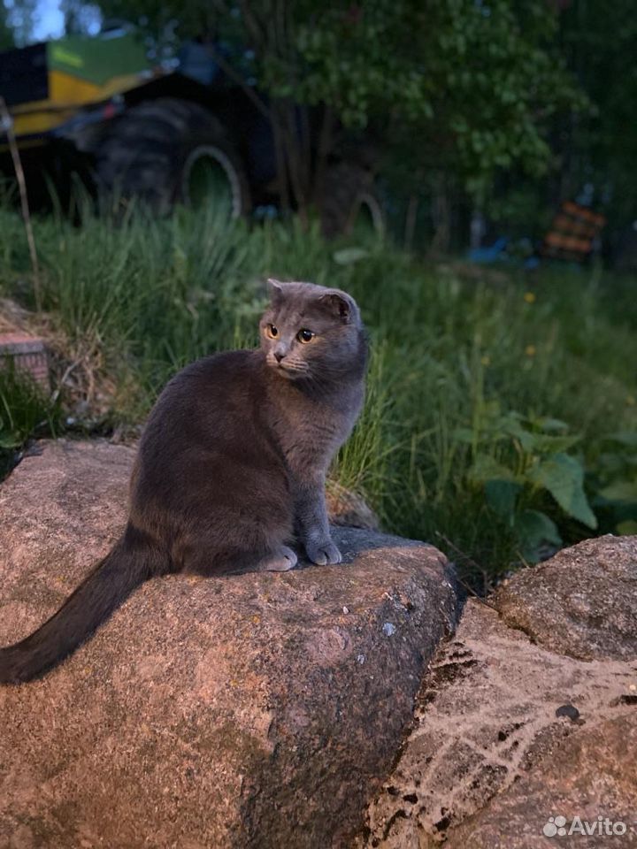 Шотландские котята купить на Зозу.ру - фотография № 5