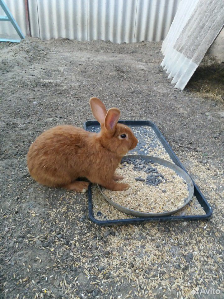 Кролик нзк купить на Зозу.ру - фотография № 2