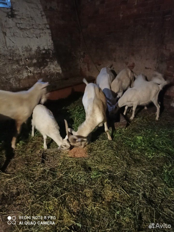 Стадо коз купить на Зозу.ру - фотография № 4