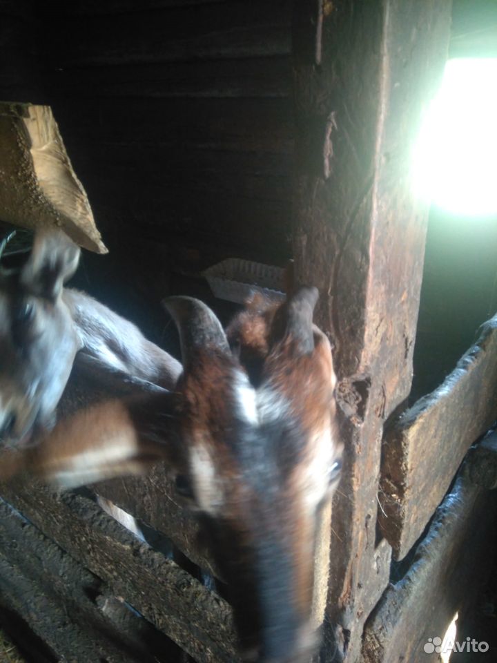 Козлик от нубийской козы купить на Зозу.ру - фотография № 3