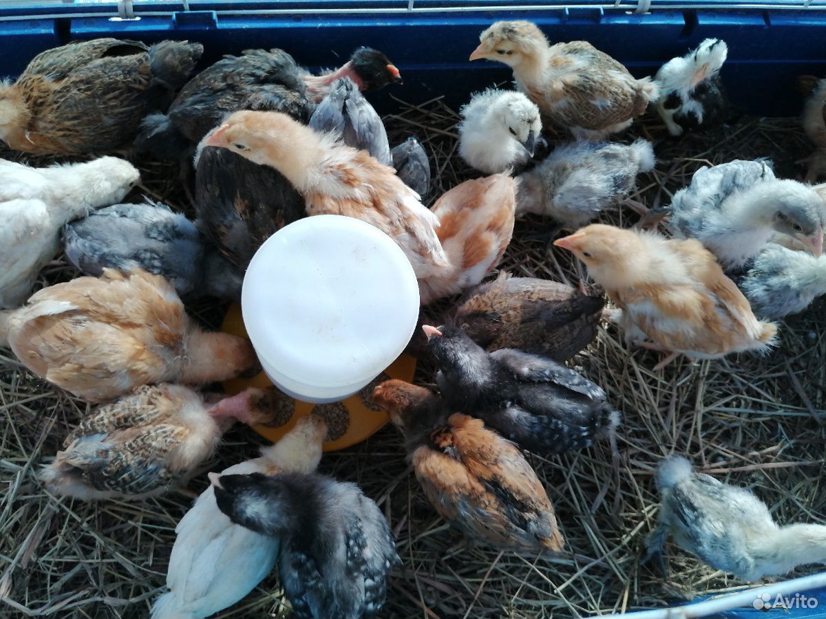 Продаю подрощенных цыплят купить на Зозу.ру - фотография № 2