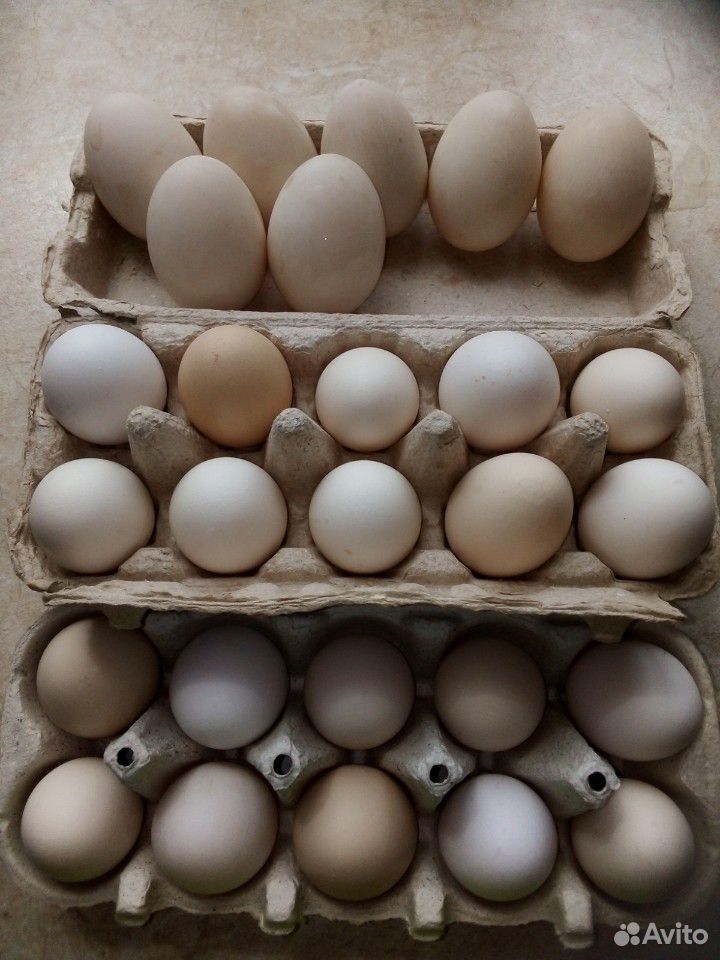 Продаются яйца куриные купить на Зозу.ру - фотография № 3