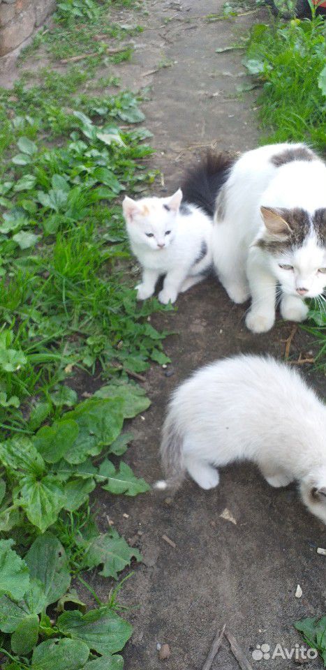 Котята, от мамы крысыловки купить на Зозу.ру - фотография № 6