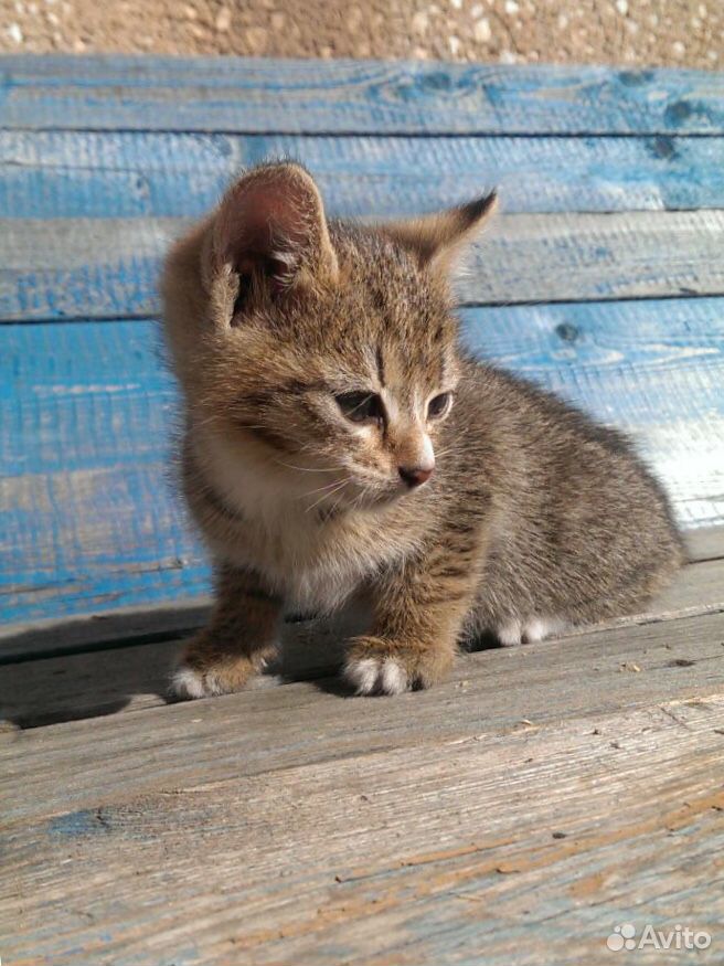 Котята от кошки мышеловки купить на Зозу.ру - фотография № 1