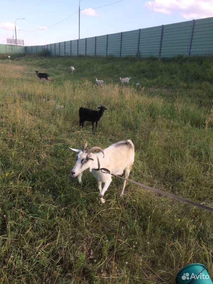 Продам коз купить на Зозу.ру - фотография № 3