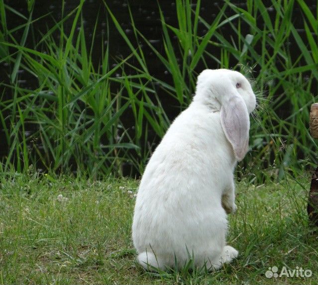 Кролик «белый баран» декоративный купить на Зозу.ру - фотография № 2