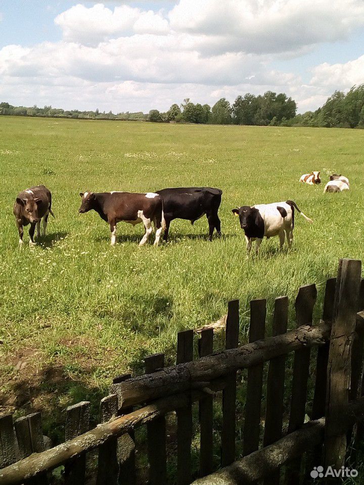 Коровы тёлки быки производители купить на Зозу.ру - фотография № 2