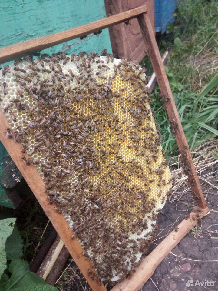 Матки, пчелопакеты, семьи купить на Зозу.ру - фотография № 2