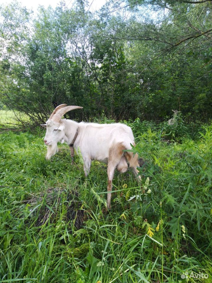 Дойные козы, Племенной козел, козлята купить на Зозу.ру - фотография № 7