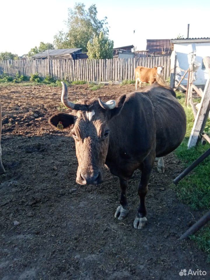 Продаётся корова 45 тысяч купить на Зозу.ру - фотография № 3
