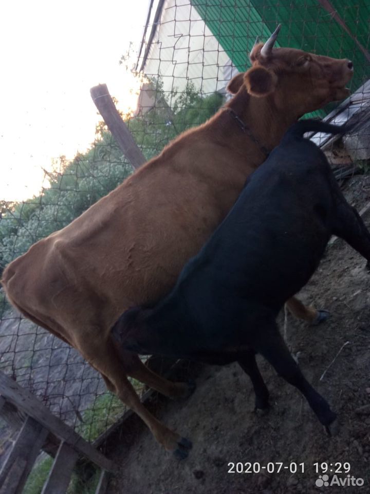 Корова два телёнка купить на Зозу.ру - фотография № 1