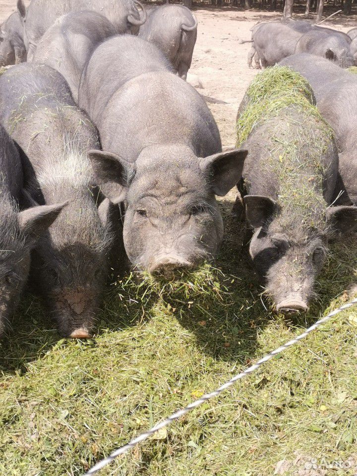 Вьетнамские вислобрюхие свиньи купить на Зозу.ру - фотография № 3