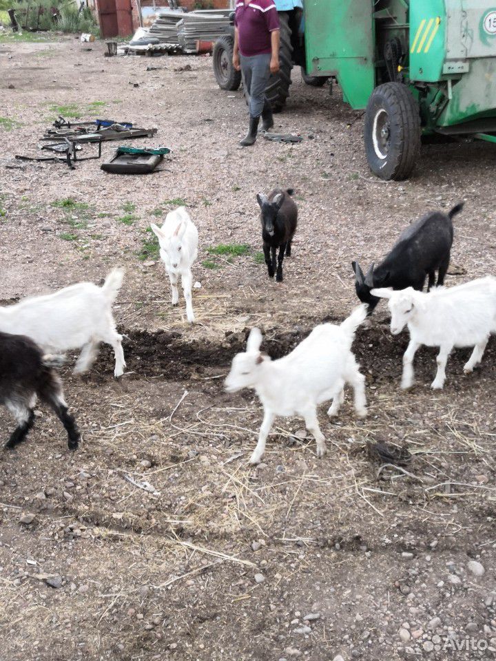 Баран овцы козы купить на Зозу.ру - фотография № 7