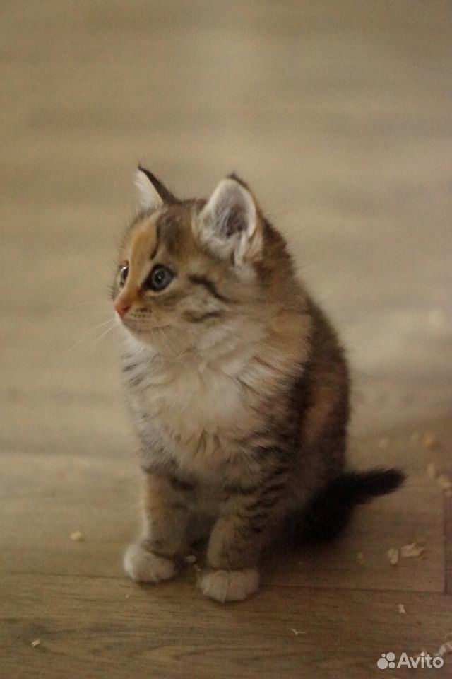 Трехцветный котенок в добрые руки купить на Зозу.ру - фотография № 6