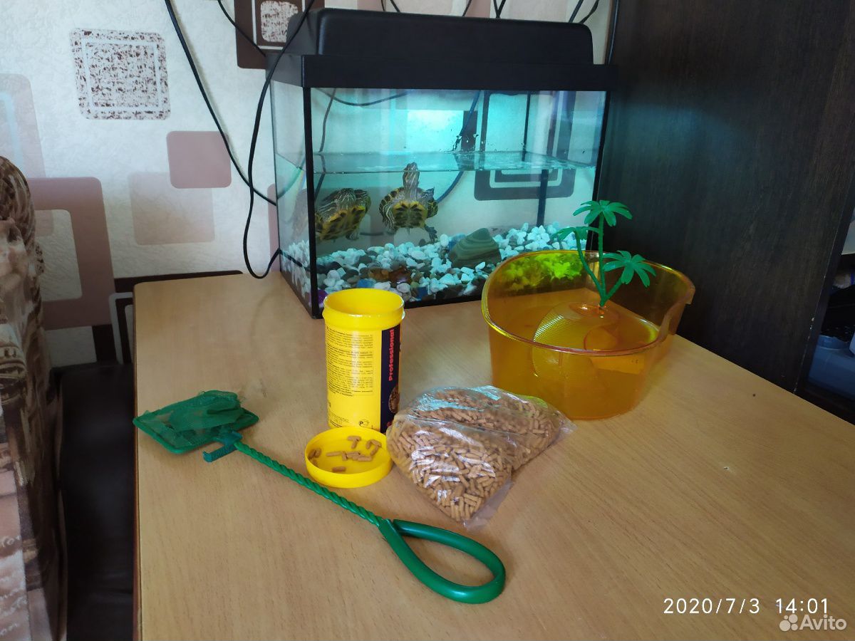 2 красноухие черепахи +набор для черепах+террариум купить на Зозу.ру - фотография № 1