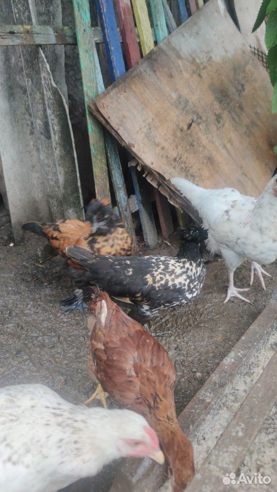 Цыплята 1-2 месячные купить на Зозу.ру - фотография № 4