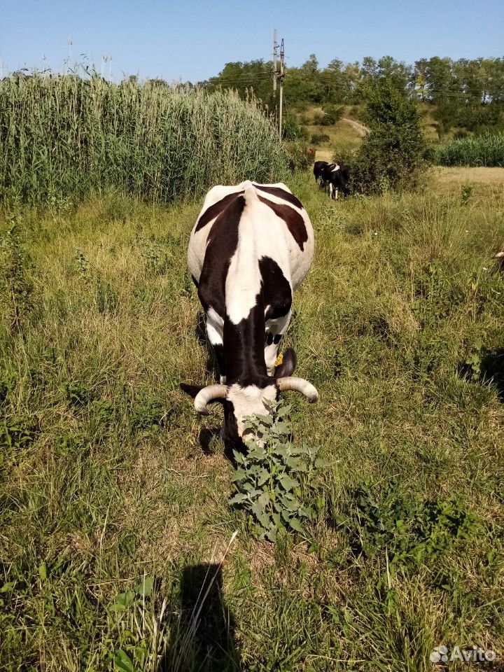 Корова на мясо купить на Зозу.ру - фотография № 2