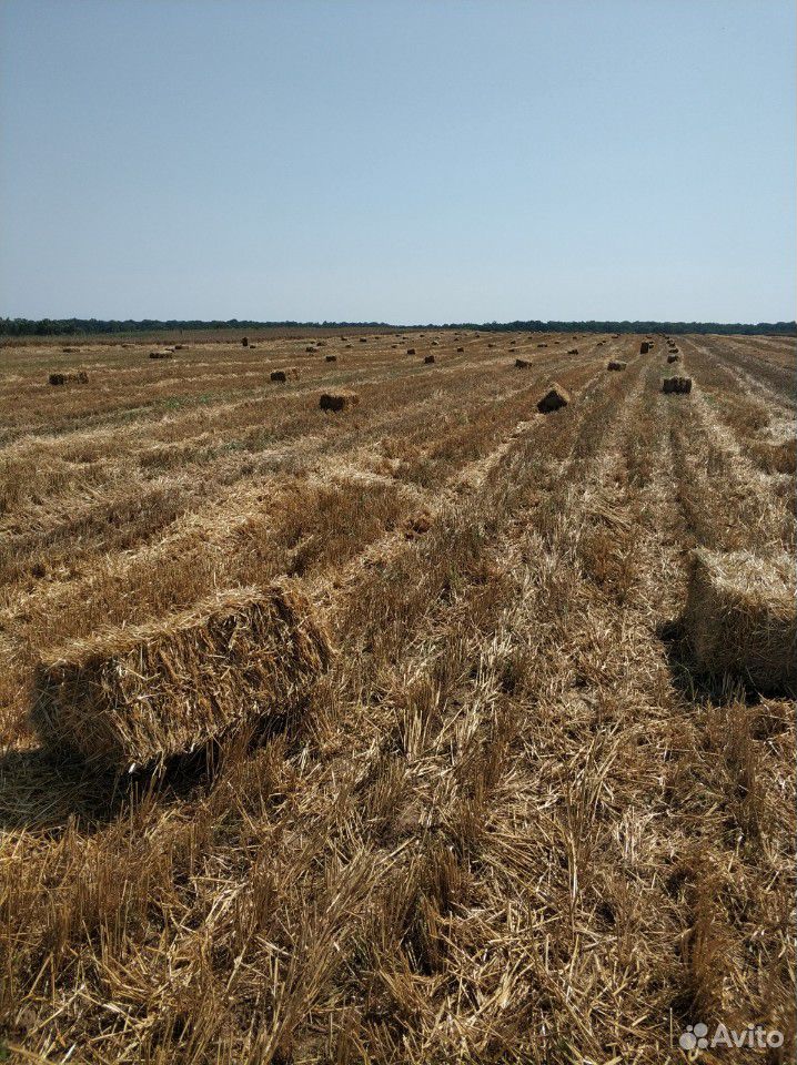 Солома пшеничная купить на Зозу.ру - фотография № 1