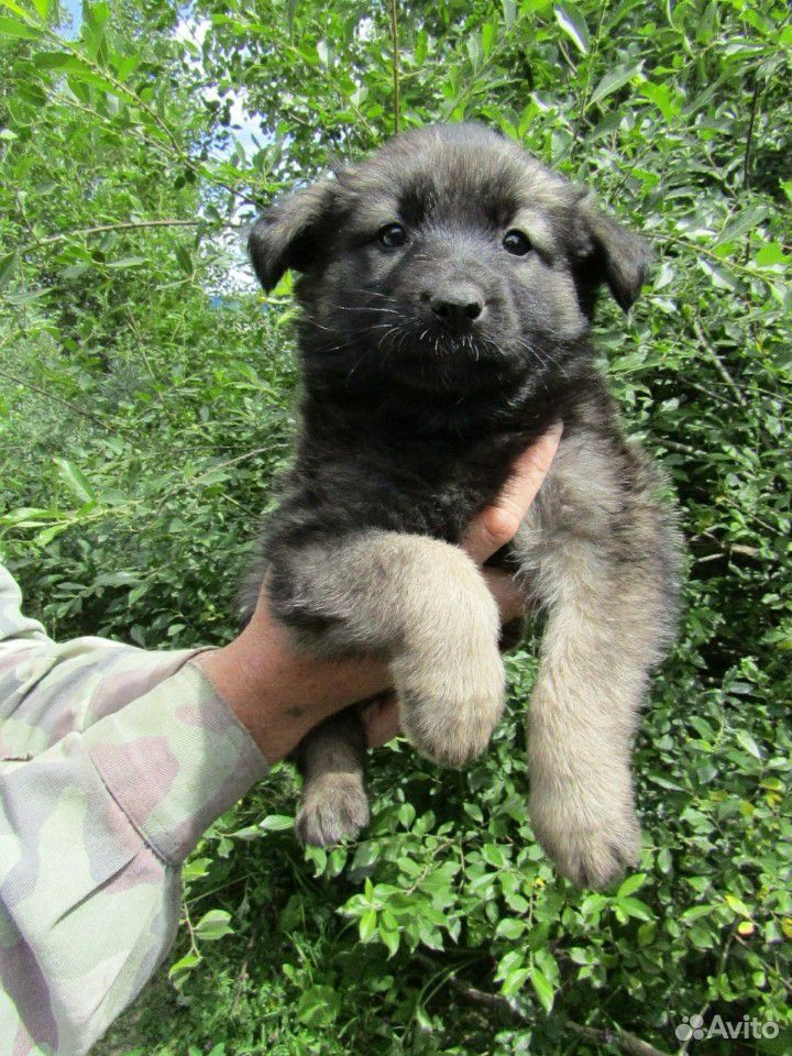 Собака в добрые руки купить на Зозу.ру - фотография № 3