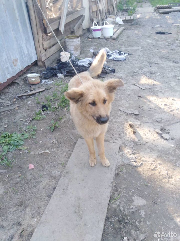Подрощенный щенок купить на Зозу.ру - фотография № 1