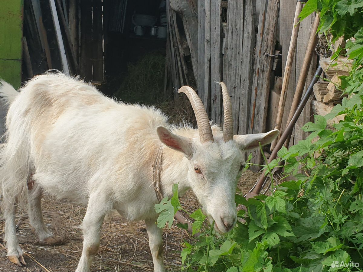 Молодые дойные козы мегрельской породы купить на Зозу.ру - фотография № 2