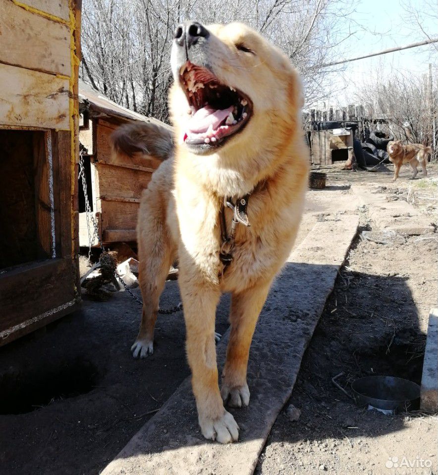 Собака Эшли ищет дом купить на Зозу.ру - фотография № 1