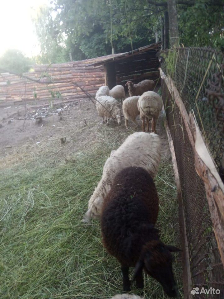 Продам корову и овец купить на Зозу.ру - фотография № 3