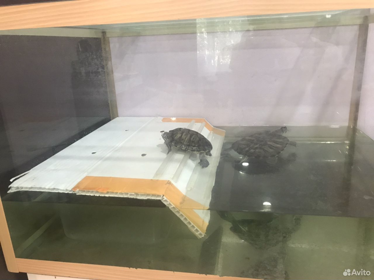 Красноухие черепахи с аквариумом купить на Зозу.ру - фотография № 1