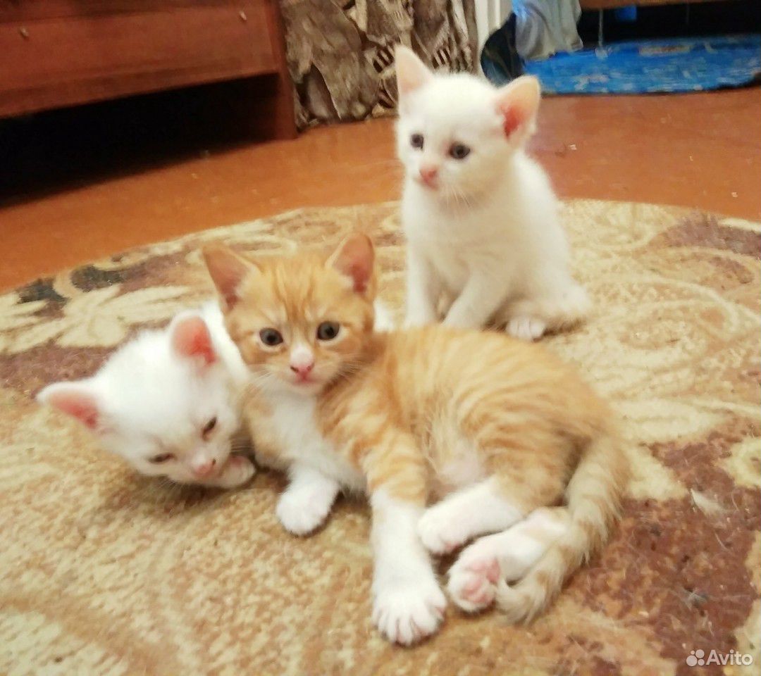 Котята тайской кошки купить на Зозу.ру - фотография № 6