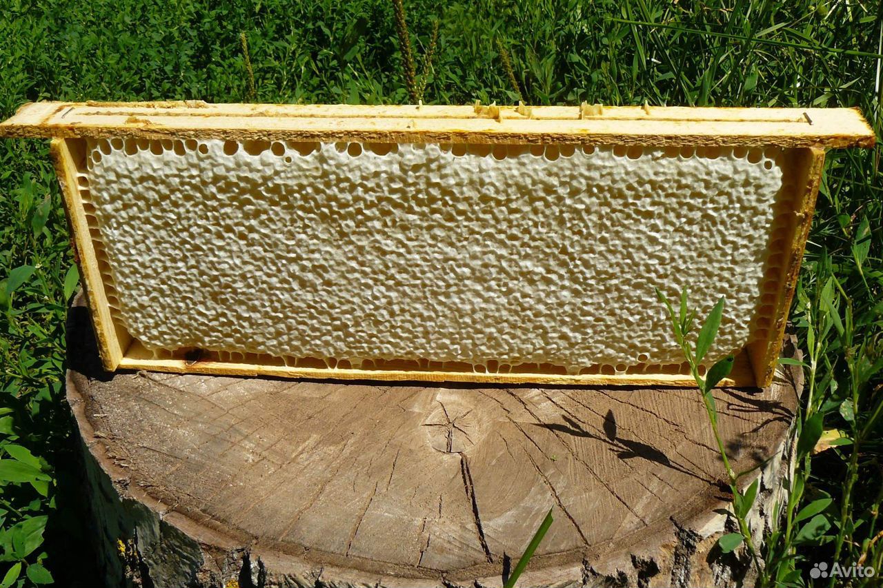 Продом мёд в большом количестве купить на Зозу.ру - фотография № 1