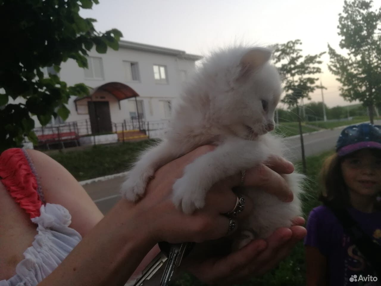 Котята белые купить на Зозу.ру - фотография № 4