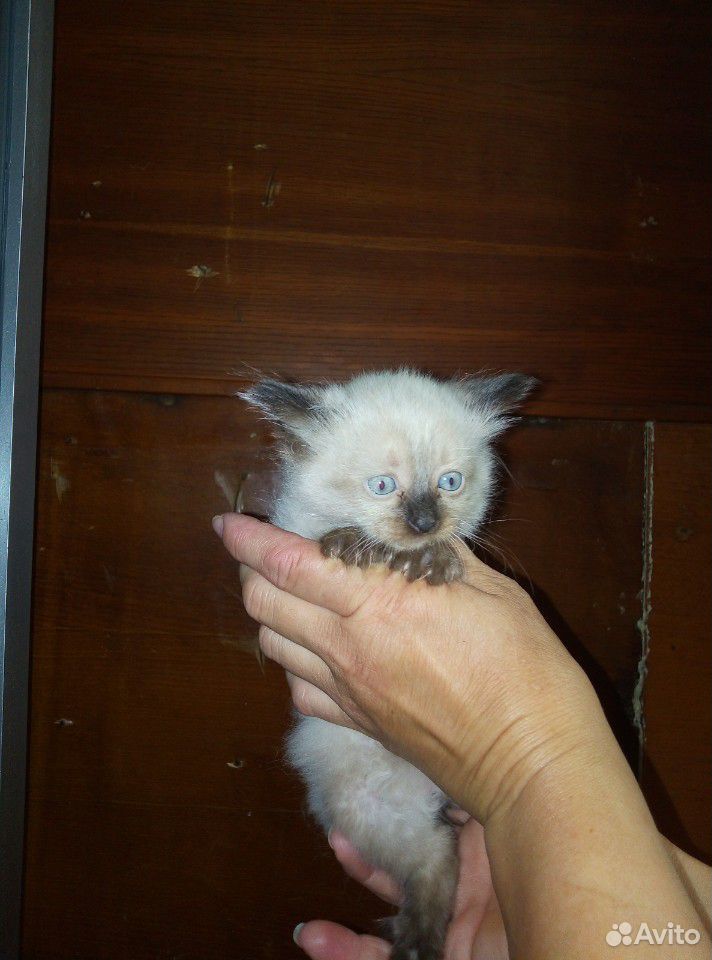 Кошка Тайская купить на Зозу.ру - фотография № 1