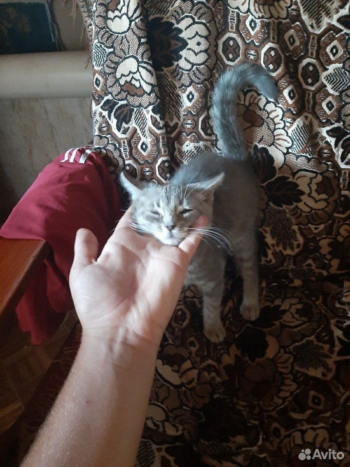 Кот купить на Зозу.ру - фотография № 8