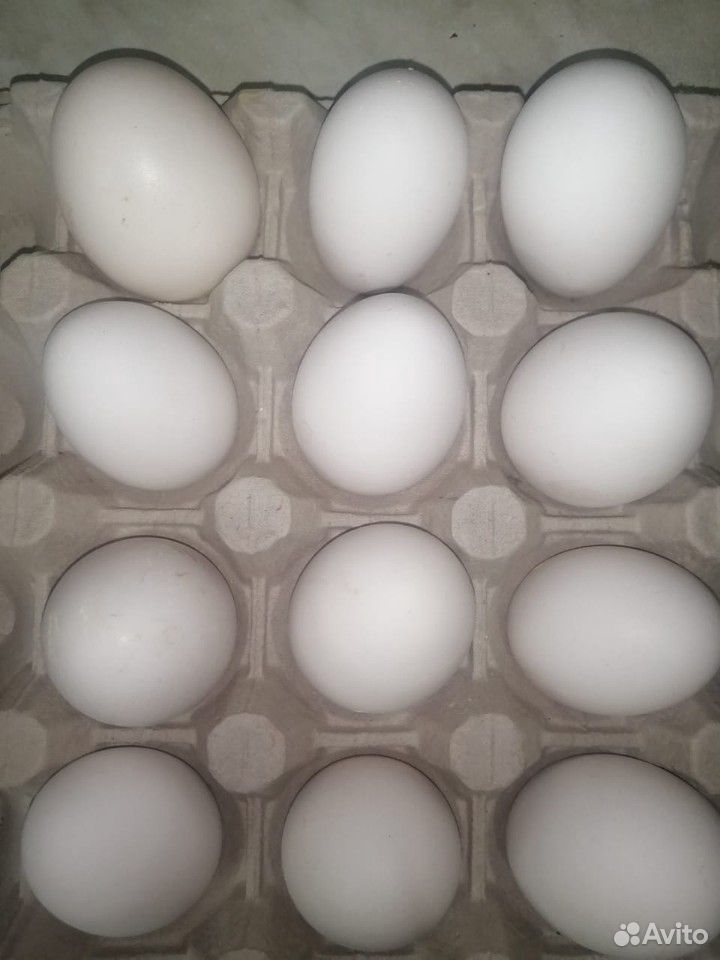 Домашнее куриное яйцо Куриное яйцо купить на Зозу.ру - фотография № 2