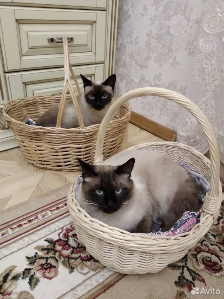Тайские котята купить на Зозу.ру - фотография № 7